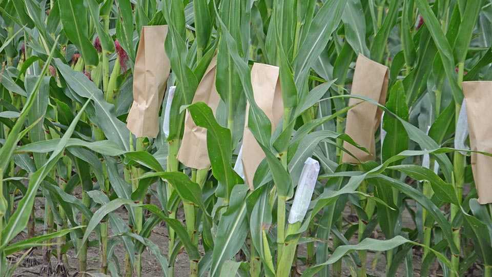 Pollination Bags